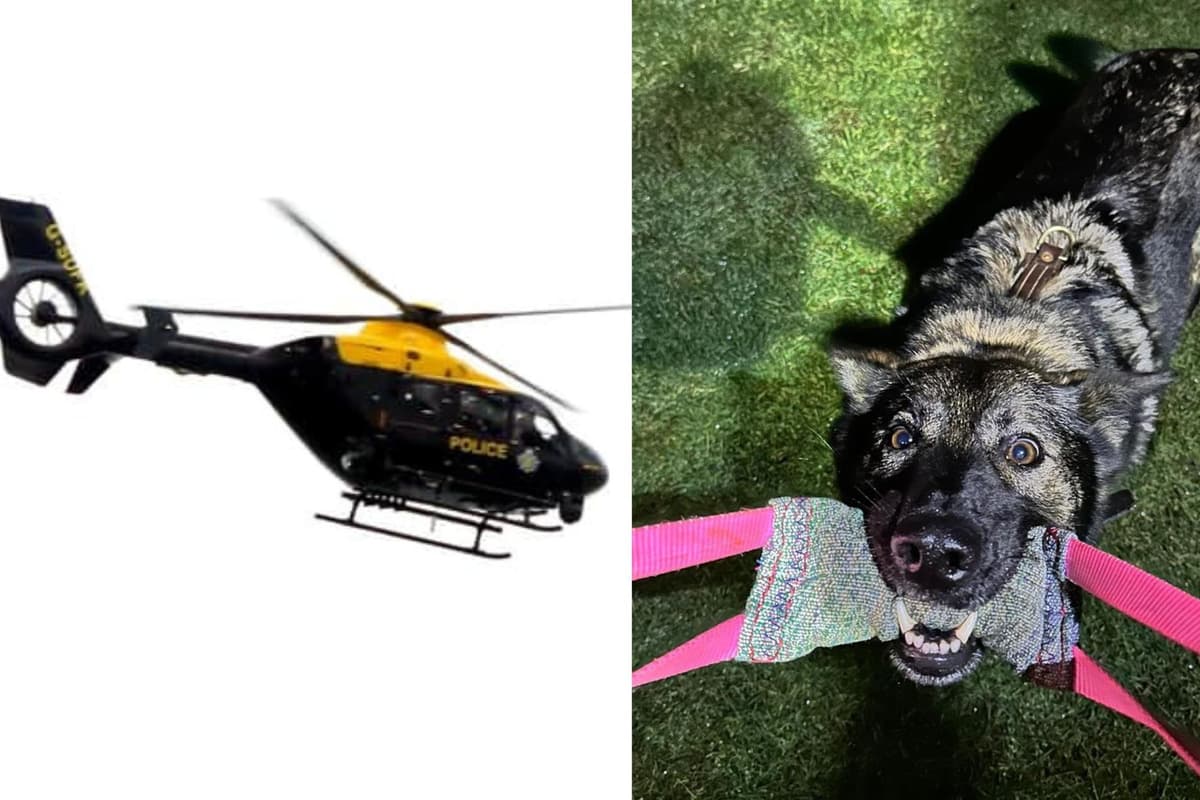 Robbery Dog Police dog and helicopter called to search for two boys, man and woman ...
