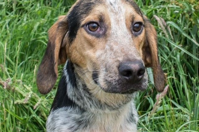 Annie said: "Scout is a happy, cheeky nine month old trail hound needing an active home preferably with other dogs for him to play with. He will need housetraining & teaching basic commands."