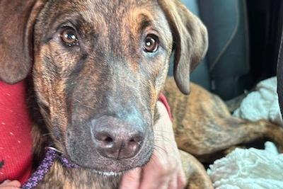 Amos is a one-year-old bundle of fun, he joined us from a council pound a few days before Christmas. This handsome Lurcher boy needs an active home willing to put in some training.