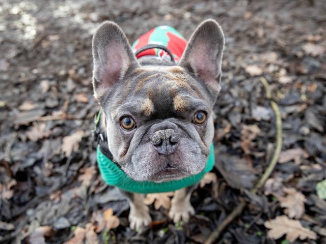Around 60 French Bulldogs dressed in festive outfits for the annual Christmas walk at Hunsbury Country Park on Sunday December 15.