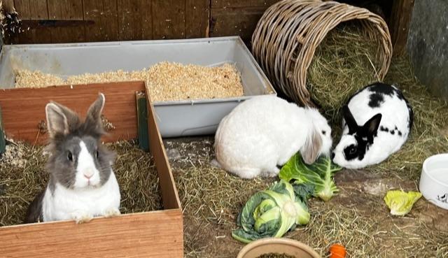 Annie said: "Rosie & Raiya are beautiful sisters hoping for a bunderful home with their husbun Basil! They have been in rescue for a while year now & would love a family of their own. A large home with space to hop, kick & binky is essential to keep the trio happy."