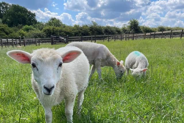 Easter has come early at Mini Meadows Farm in Northamptonshire.