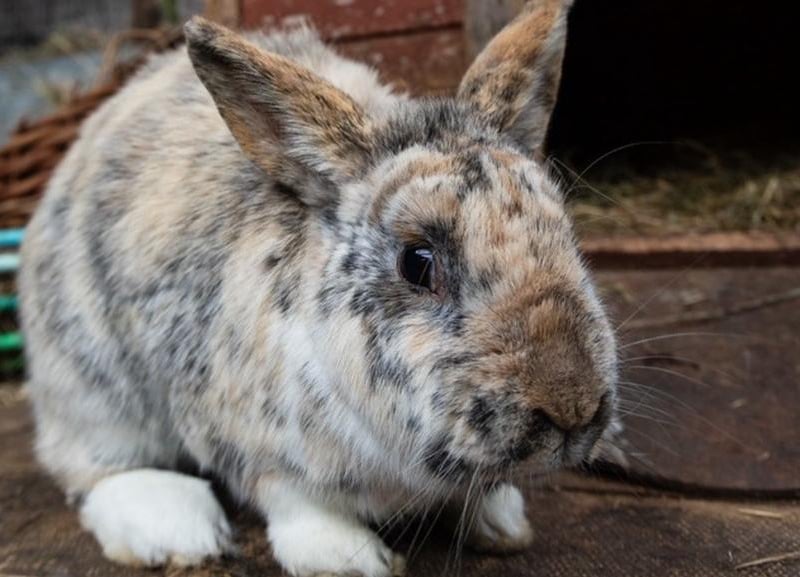 Animals In Need currently has more than 30 bunnies needing homes
