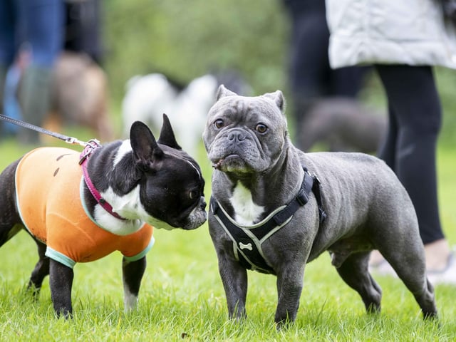 Around 60 French Bulldogs dressed up in spooky costumes for a special walk at Hunsbury Hill Country Park on Sunday (October 29).