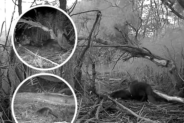 These images show the beaver kits which are the first to be born in Northamptonshire for more than 400 years