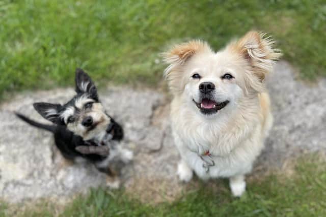 Dogs in the garden - Animal News Agency