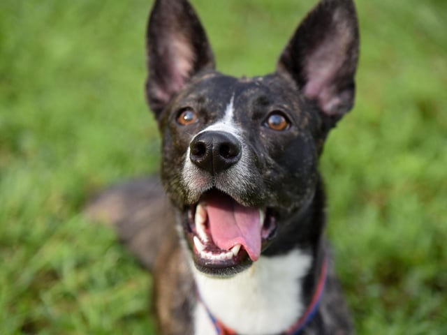 The Basenji is reputedly the world's second most stupid dog breed. Given that they are the only type of dog that don't bark, maybe we just aren't hearing all the clever things they want to say.