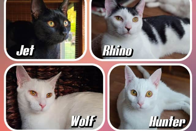 Jet, Rhino, Wolf & Hunter