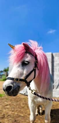 Unicorn Fun – A chance to meet a real life unicorn!
