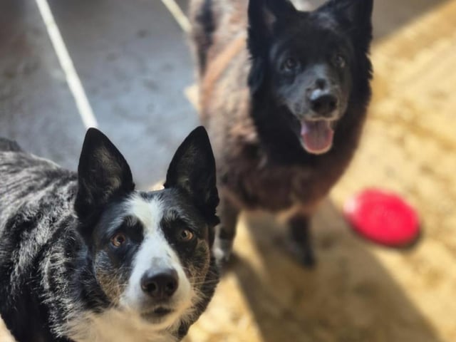 Ziva is 7 and would love to find a home with her best mate, Shona, who is 11. Both are lovely, happy, and friendly dogs. They are housetrained, know basic commands, and enjoy trips to the groomers. They came into our care after their mum sadly passed away.
