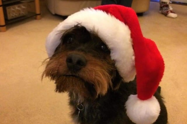 Lulu looks adorable in her little Santa hat.