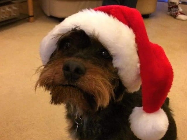 Lulu looks adorable in her little Santa hat.