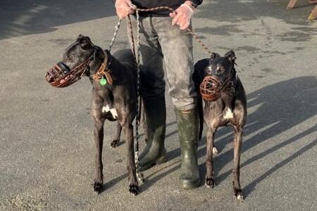 Megan and Onyx are retired Greyhounds, aged seven years. They each need to be the only dog in the home, although they do not mind walking alongside other dogs.