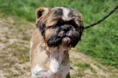 Annie said: "Buddie is a Shih Tzu. He is super dog friendly, loves people, a little grumbly during grooming but never does anything mean. An experienced home with lots of love is what this little guy needs."