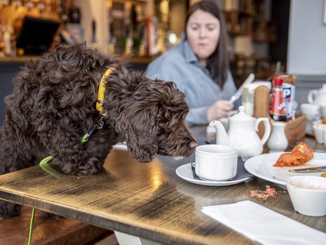 Just some of the Northamptonshire pubs, which welcome dogs...