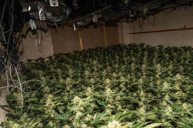 Cannabis growing in a domestic property/National World