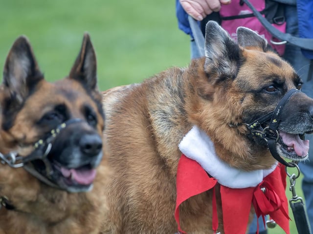 Dozens of dog walkers turned out on Sunday morning (December 21) for the charity's annual fundraiser at Bradlaugh Fields