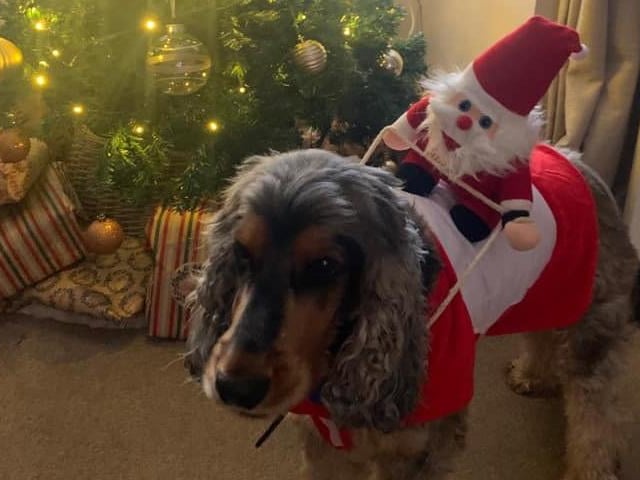 "Wilson the reindeer!"