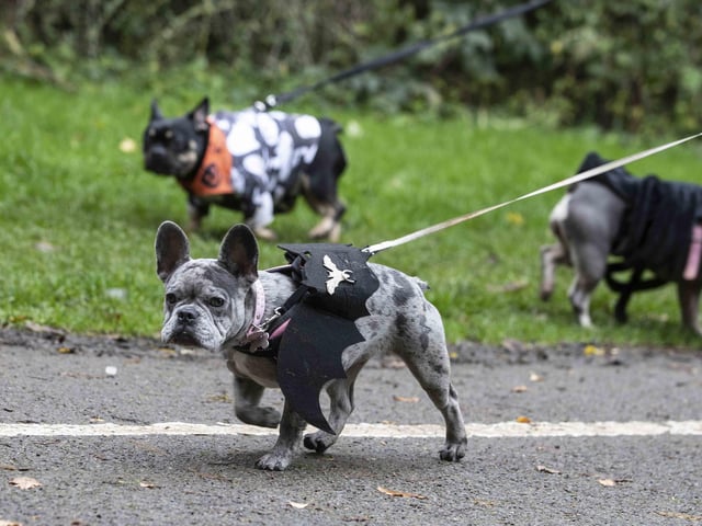 Around 60 French Bulldogs dressed up in spooky costumes for a special walk at Hunsbury Hill Country Park on Sunday (October 29).