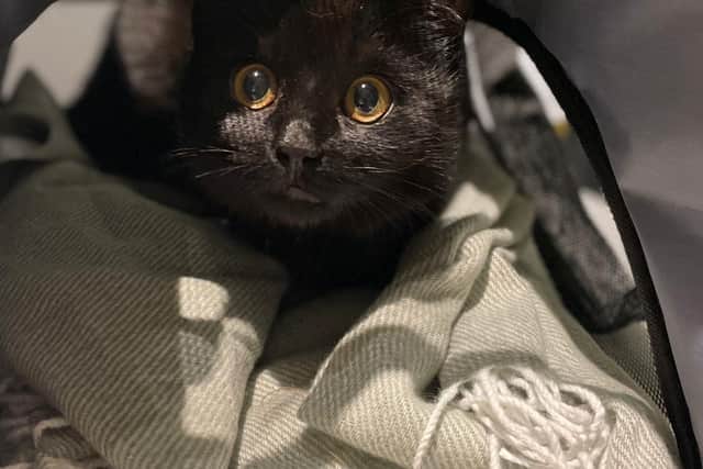 Stig of the Dump is being nursed back to health by the RSPCA and hoping to find a forever home in Milton Keynes