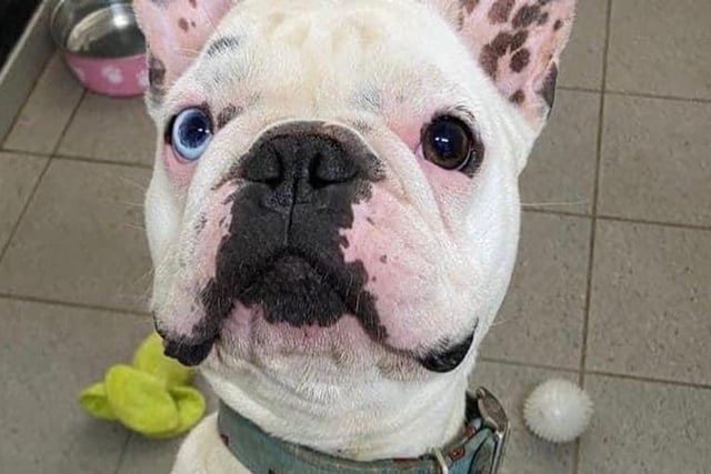 Rocco is a three-year-old French Bulldog. He cannot live with children or other animals. He’s a very clever lad and knows many commands. He is house trained but needs a firm but fare home because he will certainly test his boundaries.
