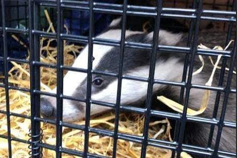 Memorably, the incident even made BBC Radio Four’s lunchtime news bulletin. The badger,  later named Baffle, was eventually returned to safety in the countryside and a blue plaque mounted in the Grosvenor Centre in its honour.