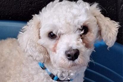 Tishy is a sweet little girl rescued from a puppy farm. She is currently under assessment.