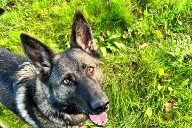 PD Ebby helped to track the three suspects. Photo: X/Northants Police Dogs Section.