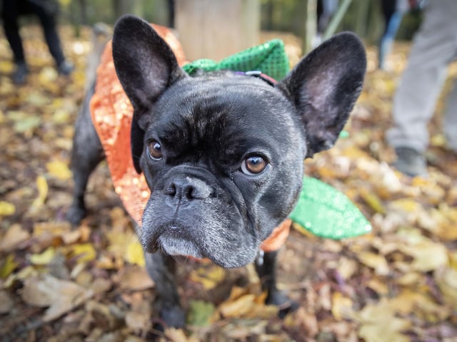 Owners and their pets met for the annual Halloween Walk for the annual event organised by the French Bulldog Meet and Walk Northampton group