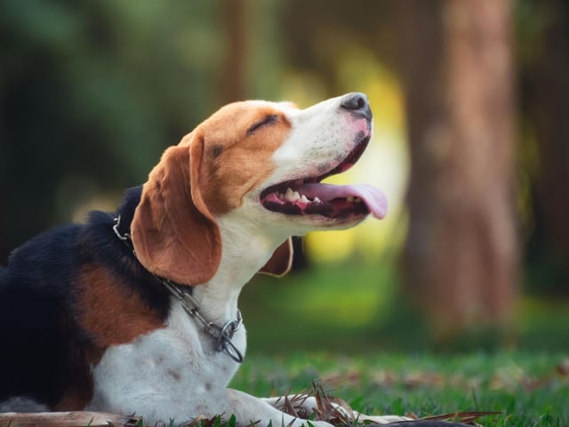Another dog that has been bred to follow its nose - often in packs - the Beagle could more accurately be called single-minded than stupid.