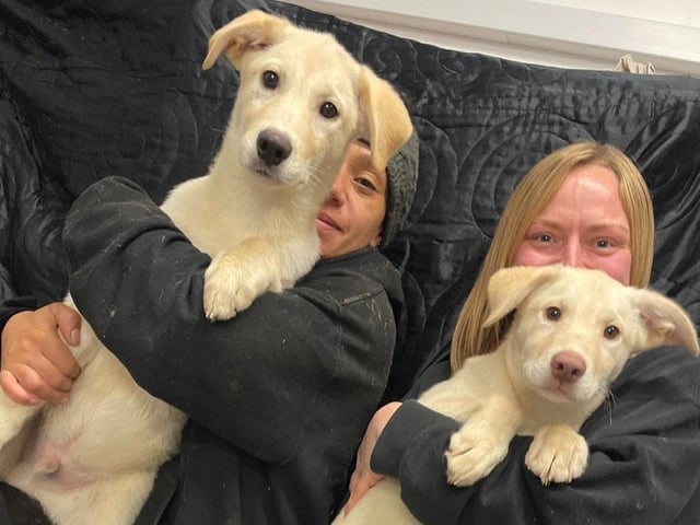 This adorable pair is Hughie and Louie, who are 14 week old Husky Labrador crosses. They were unwanted and at risk of being put to sleep at their young age. Thankfully, they are now in the caring hands of the team at Animals In Need but they will need wonderful homes, where they will not be left for long hours. A family with older sensible children who are willing to put in the work to socialise and train the doggy duo would be ideal.