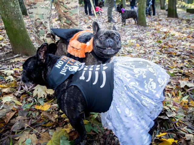 French Bulldog Meet & Walk Northamptonshire Halloween special