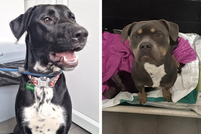 Take a look at six abandoned but adorable dogs looking for forever ...
