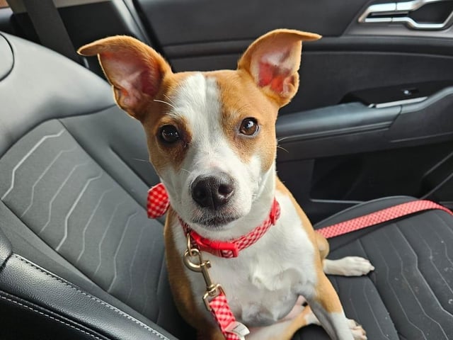 Nala, a rescue pup from Animals in need Northamptonshire, pictured.