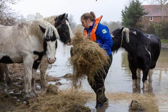 The stranded horses in Wellingborough
