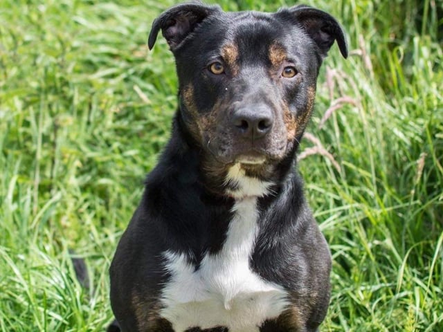 Annie said: "Duke is a lockdown pup! He's a handsome, medium-sized crossbreed lad. He is dog friendly & very clever but does need ongoing training and boundaries in place so he does not get over-excited."