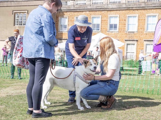 Pooches and owners alike enjoying the popular dog festival on Saturday September 14, 2024.