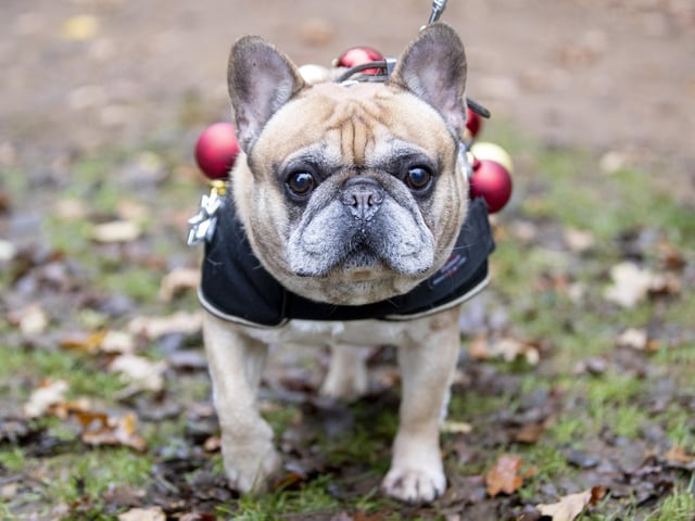 The French Bulldog Meet & Walk group’s Christmas walk at Hunsbury Hill Country Park on Sunday December 4, 2022.
