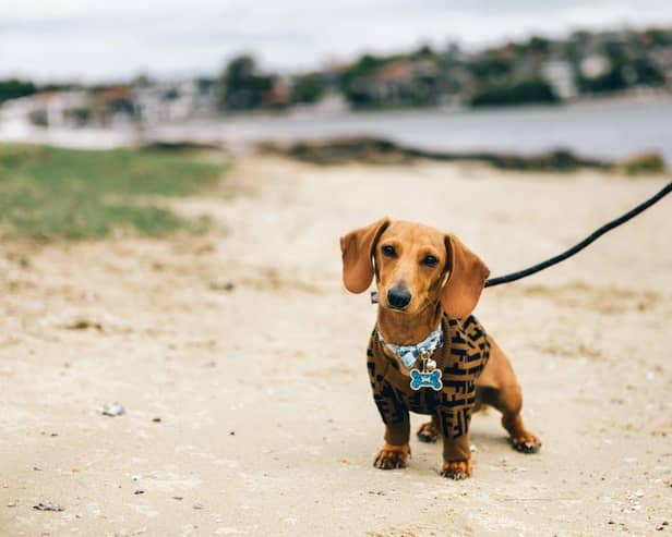 Owning a sausage dog could mean you have Lib Dem leanings - Animal News Agency 
