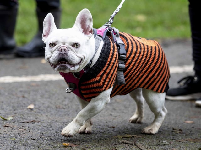 Around 60 French Bulldogs dressed up in spooky costumes for a special walk at Hunsbury Hill Country Park on Sunday (October 29).