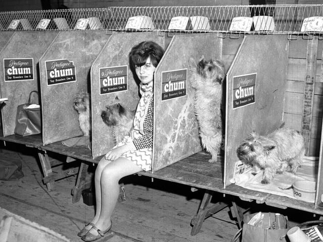 Terrier championships, Drill Hall, Northampton, July 13, 1968