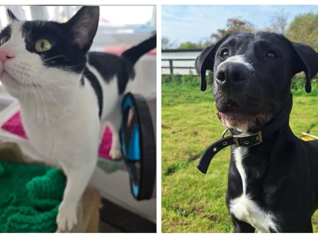 Take a look at 10 cats and dogs looking for their forever homes this week