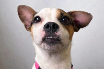 Minnie is a four-year-old Jack Russell Terrier lady who may be missing a limb, but she makes up for it with her joy for life. She is currently under assessment.