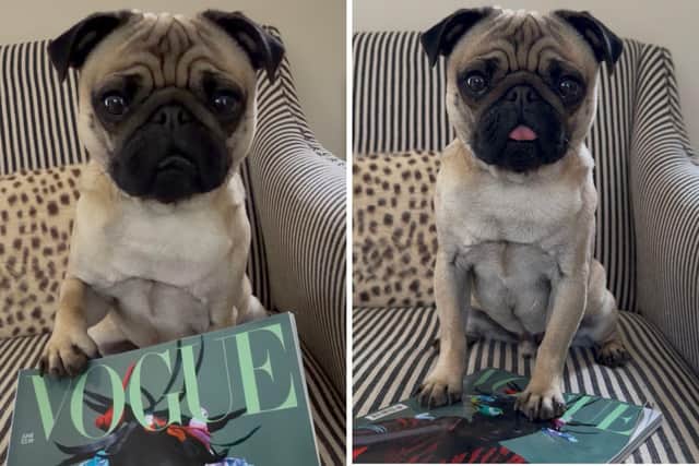 Pug Junior, who appeared in June's edition of Vogue after filming for a movie alongside Joan Collins, belongs to Michelle Wilson who runs award-winning business Teddy’s Dog Care on Newport Pagnell Road.