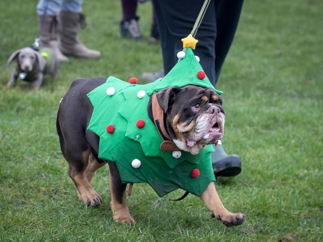Dozens of dog walkers turned out on Sunday morning (December 21) for the charity's annual fundraiser at Bradlaugh Fields