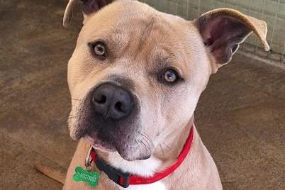 Denver is a one-year-old Staffordshire Bull Terrier cross. He is a very affectionate boy, and loves to be fussed. He only knows a few basic commands and is not used to walking on lead, so commitment to training will be required. Denver seems to be fine with other dogs but has not been cat-tested. Assessments are ongoing.