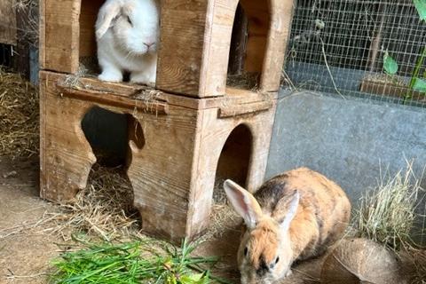 Gorgeous one-year-old bonded pair needing a home together.