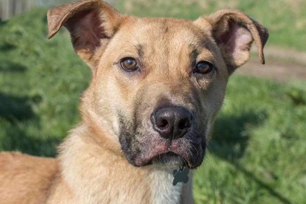 Bear is a nine-month-old male Crossbreed. He is super-friendly with humans. He is fine around other dogs, unless they are reactive. He is very strong on the lead and currently knows no commands, so his family will need to be committed to ongoing training. He cannot live with or near cats. He is quite calm and loves cuddles, so with some guidance he will make a lovely family companion.