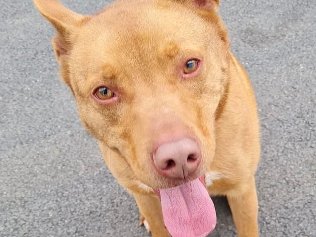 This handsome boy is three-year-old medium sized crossbreed. He is full of life and love but he can be cheeky and will push his boundaries so an active home willing to put in some training with children no younger than teenagers is essential for a happy rehome. Max is neutered, vaccinated, chipped, parasite treated and leaves Animals In Need with a session with Nathan Watson Dog Behaviour, four weeks free insurance, a pedigree rehome pack and rescue back-up for life.