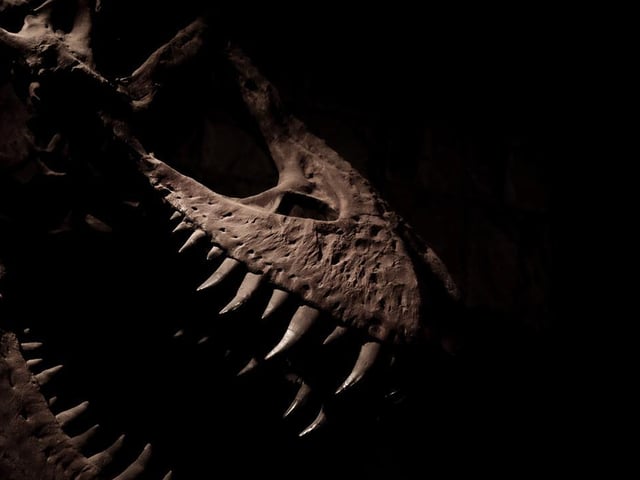 An extraordinary exhibition, which is ongoing at Wollaton Hall in Nottingham, showcases the first real Tyrannosaurus rex to be displayed in England for more than a century. See the skeleton of the T.rex himself and learn the truth behind the myths about this iconic dinosaur. The exhibition also features digital and interactive virtual media displays.